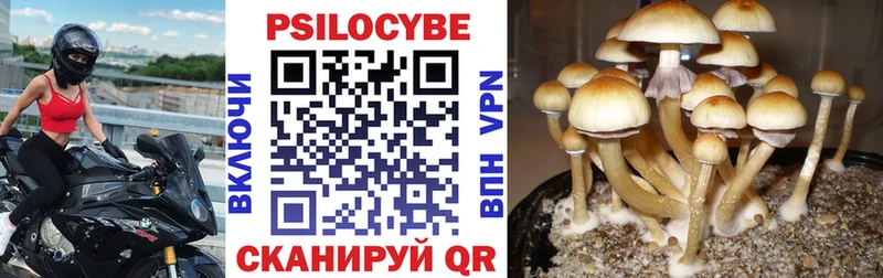 OMG как войти  Динская  Галлюциногенные грибы мицелий 